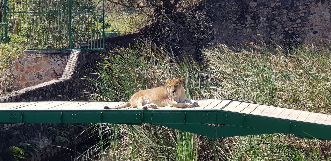 Restaurant du Zoo